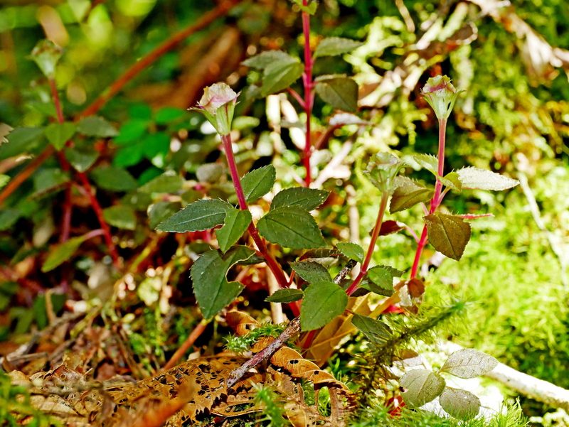 Sarcopyramis napalensis, photographed by Jacy Chen