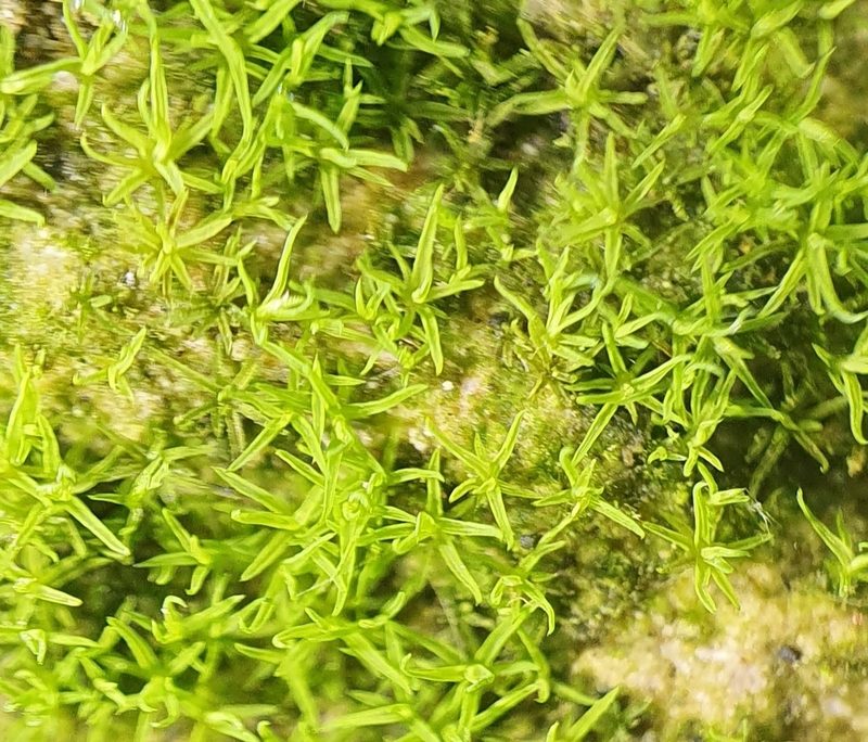 Tortella inflexa, photographed by Jonathan Hughes