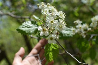 Crataegus submollis, photographed by Étienne Lacroix-Carignan