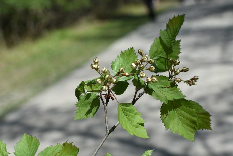 Crataegus holmesiana, photographed by Étienne Lacroix-Carignan