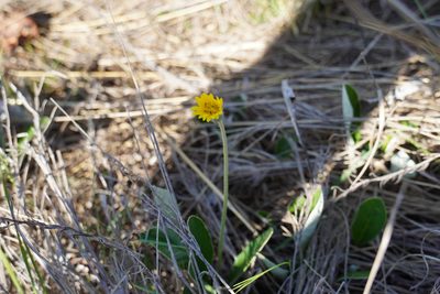 Gerbera ambigua, photographed by Matthew Fainman