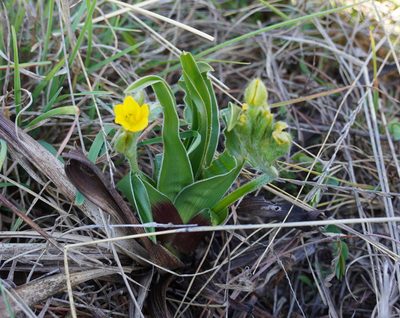 Hypoxis obtusa, photographed by Matthew Fainman