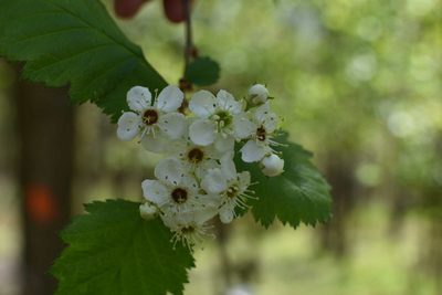 Crataegus submollis, photographed by Étienne Lacroix-Carignan