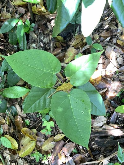 Sterculia ceramica, photographed by 呂一起(Lyu yi-chi)