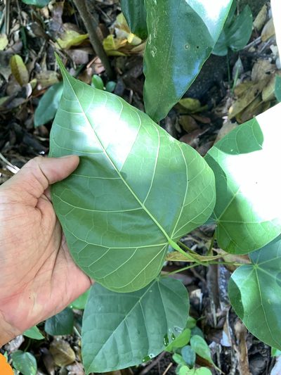 Sterculia ceramica, photographed by 呂一起(Lyu yi-chi)