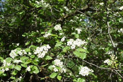 Crataegus submollis, photographed by Étienne Lacroix-Carignan