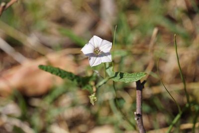 Convolvulus sagittatus, photographed by Matthew Fainman