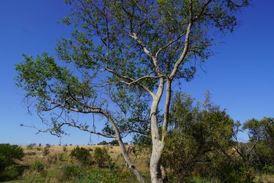 Combretum erythrophyllum, photographed by Matthew Fainman