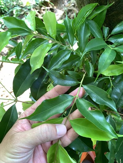 Syzygium acuminatissimum, photographed by 呂一起(Lyu yi-chi)
