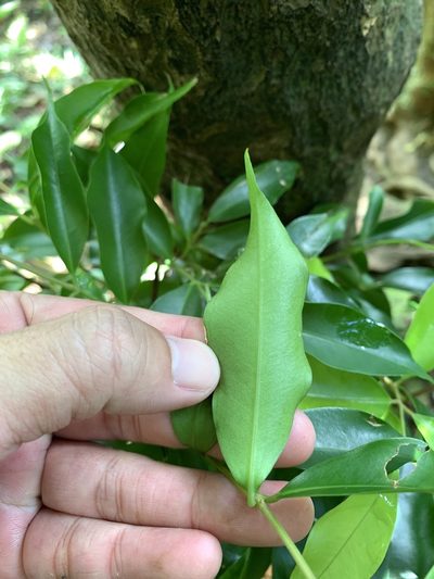 Syzygium acuminatissimum, photographed by 呂一起(Lyu yi-chi)