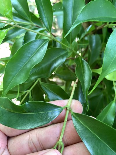 Syzygium acuminatissimum, photographed by 呂一起(Lyu yi-chi)
