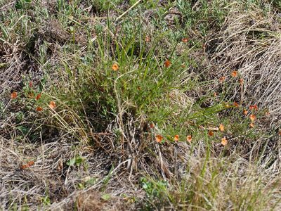 Jamesbrittenia aurantiaca, photographed by Matthew Fainman