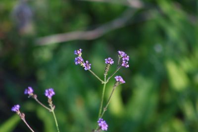 Verbena litoralis, photographed by Germán Saigo