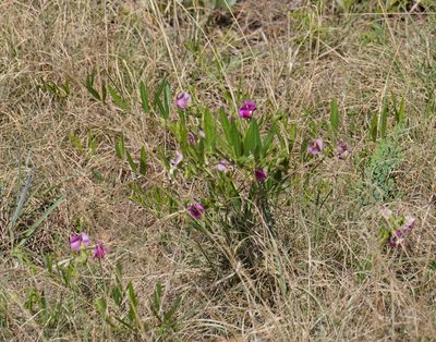 Sphenostylis angustifolia, photographed by Matthew Fainman