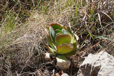 Kalanchoe thyrsiflora, photographed by Matthew Fainman