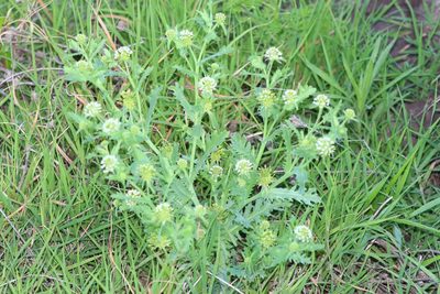 Acicarpha tribuloides, photographed by Germán Saigo