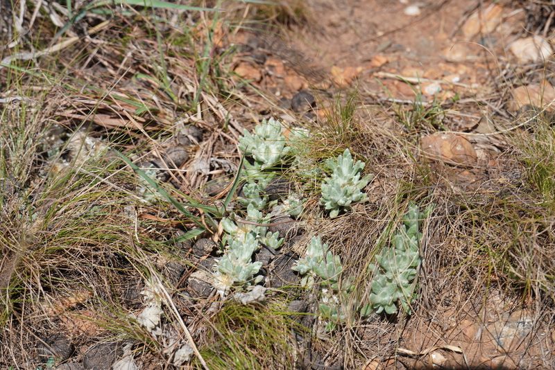 Helichrysum cerastoides, photographed by Matthew Fainman