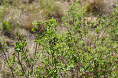 Lippia javanica, photographed by Matthew Fainman