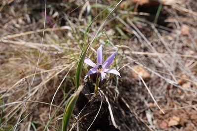 Xerophyta retinervis, photographed by Matthew Fainman