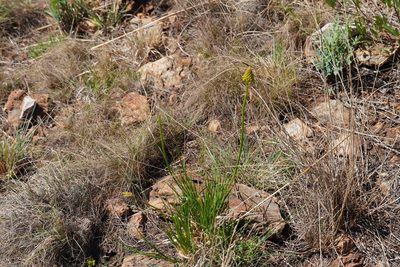 Bulbine abyssinica, photographed by Matthew Fainman