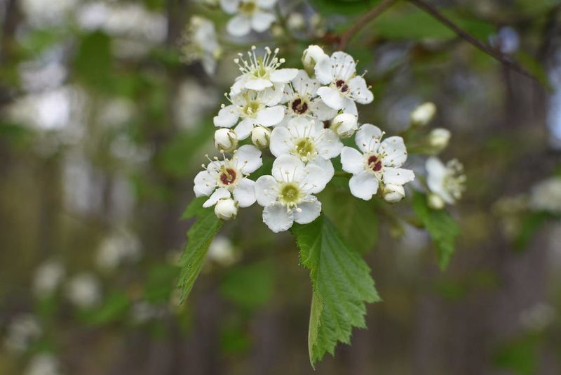 Crataegus submollis, photographed by Étienne Lacroix-Carignan