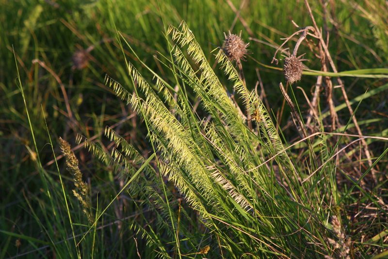 Melica macra, photographed by Germán Saigo