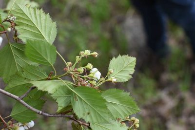 Crataegus holmesiana, photographed by Étienne Lacroix-Carignan