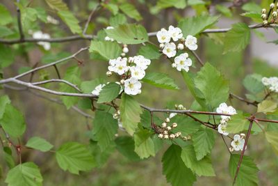 Crataegus holmesiana, photographed by Étienne Lacroix-Carignan