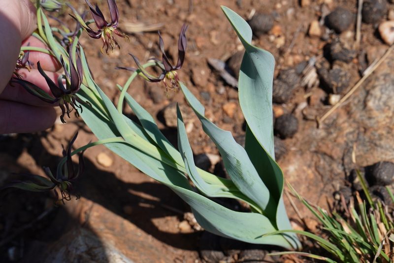 Ornithoglossum vulgare, photographed by Matthew Fainman