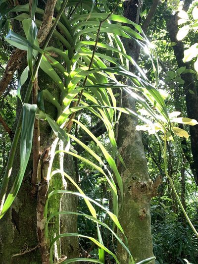 Freycinetia formosana, photographed by 呂一起(Lyu yi-chi)