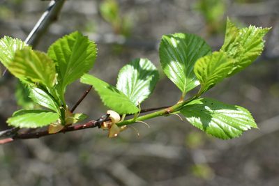 Crataegus macracantha, photographed by Étienne Lacroix-Carignan