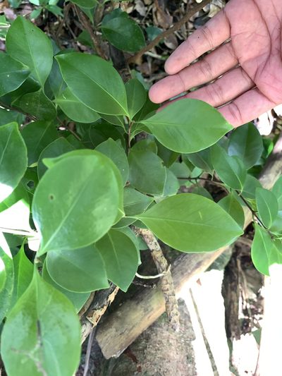 Microtropis japonica, photographed by 呂一起(Lyu yi-chi)