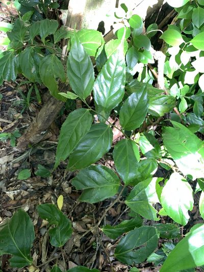 Flacourtia rukam, photographed by 呂一起(Lyu yi-chi)