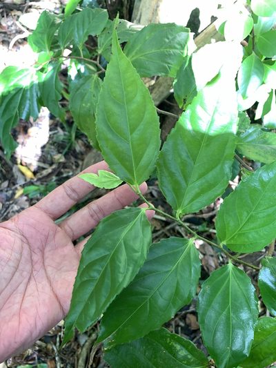 Flacourtia rukam, photographed by 呂一起(Lyu yi-chi)