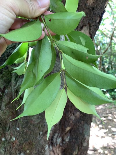 Syzygium acuminatissimum, photographed by 呂一起(Lyu yi-chi)