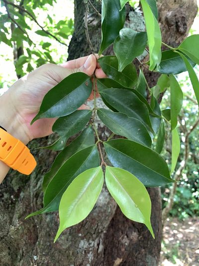 Syzygium acuminatissimum, photographed by 呂一起(Lyu yi-chi)