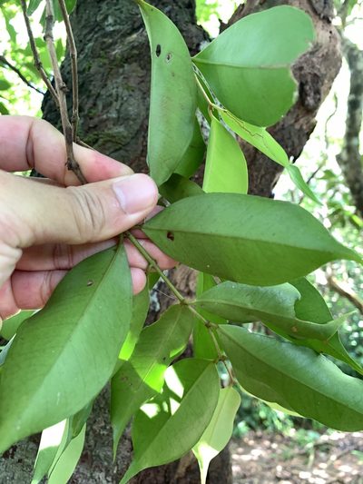 Syzygium acuminatissimum, photographed by 呂一起(Lyu yi-chi)