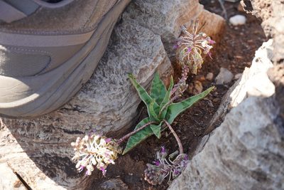Ledebouria luteola, photographed by Matthew Fainman
