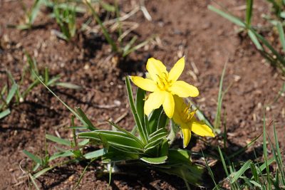 Hypoxis obtusa, photographed by Matthew Fainman