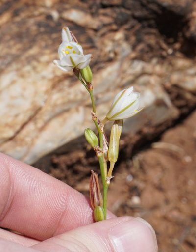 Chlorophytum transvaalense, photographed by Matthew Fainman