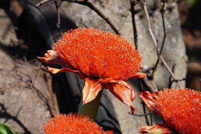 Scadoxus puniceus, photographed by Matthew Fainman