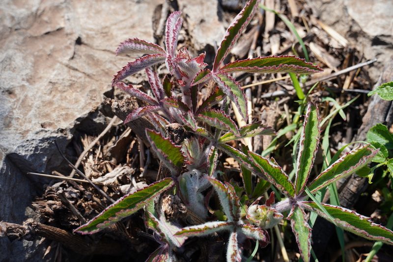 Cyphostemma lanigerum, photographed by Matthew Fainman