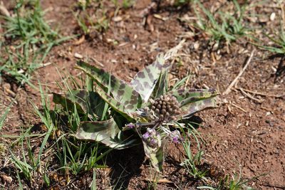 Ledebouria luteola, photographed by Matthew Fainman
