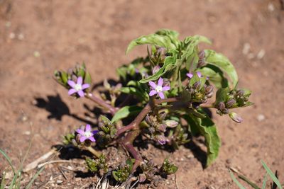 Raphionacme hirsuta, photographed by Matthew Fainman