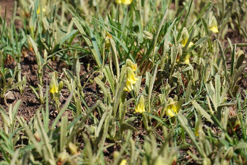 Hermannia lancifolia, photographed by Matthew Fainman