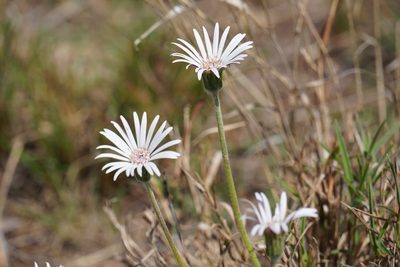 Gerbera viridifolia, photographed by Matthew Fainman