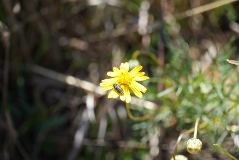 Ursinia nana, photographed by Matthew Fainman