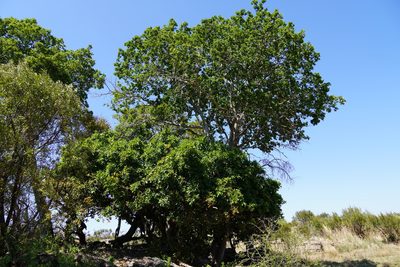 Celtis africana, photographed by Matthew Fainman
