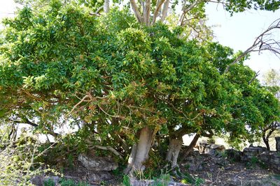 Ficus ingens, photographed by Matthew Fainman