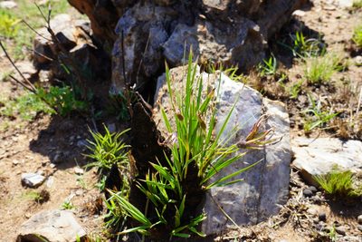 Xerophyta retinervis, photographed by Matthew Fainman